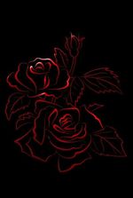 The Red Rose and The Black Rose